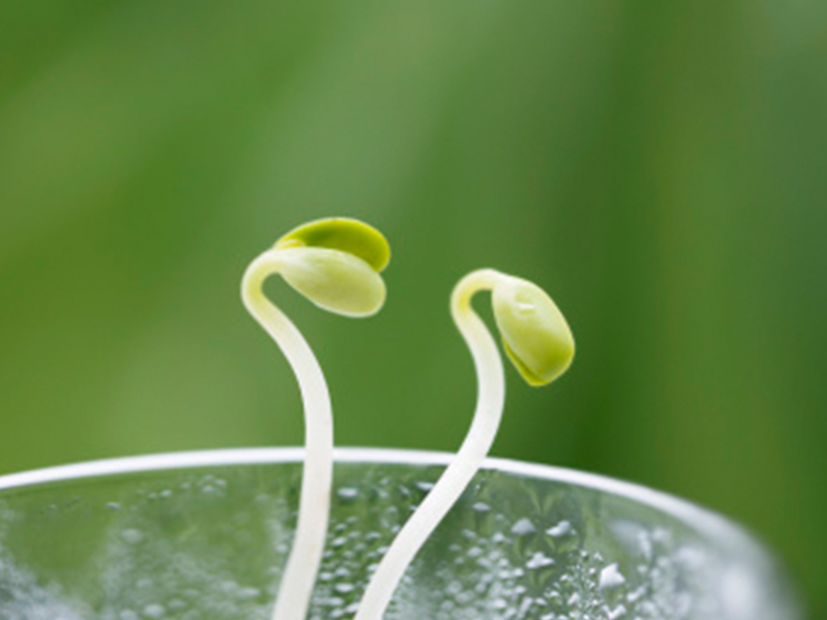 細(xì)述豆芽發(fā)芽的三個基本條件